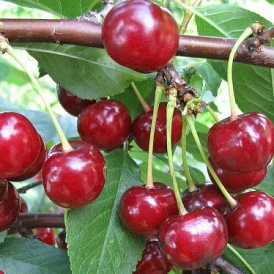 Вишня ТУРГЕНЕВКА в Улан-Удэ