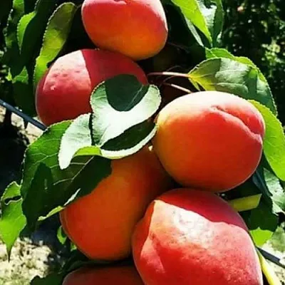 Абрикос ДЖУМБО КОТ  Абрикос ДЖУМБО КОТ в Улан-Удэ