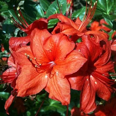 Азалия ДОЛОРОСО листопадная  Азалия ДОЛОРОСО листопадная в Улан-Удэ