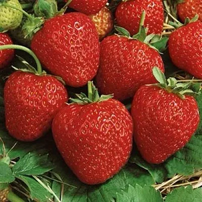 Клубника КОРОНА  Клубника КОРОНА в Улан-Удэ