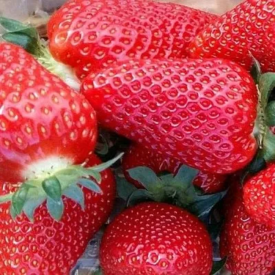 Клубника АМИ  Клубника АМИ в Улан-Удэ