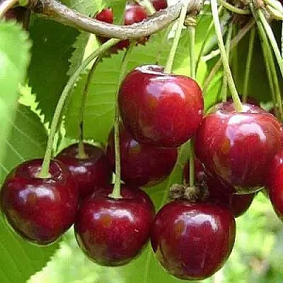 Вишня ХАРИТОНОВСКАЯ в Улан-Удэ