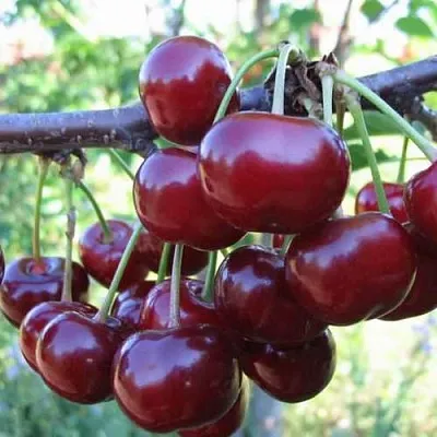 Дюк ИВАНОВНА  Дюк ИВАНОВНА в Улан-Удэ