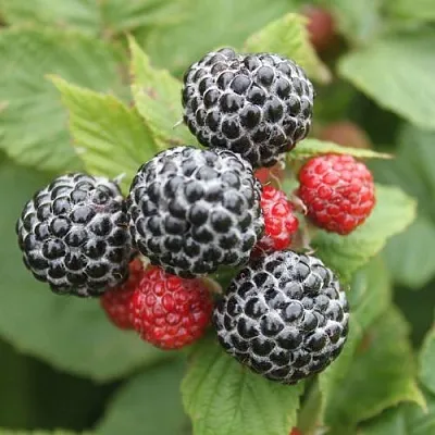 Черная Черная в Улан-Удэ