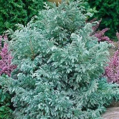 Кипарисовик БУЛЕВАРД горохоплодный  Кипарисовик БУЛЕВАРД горохоплодный в Улан-Удэ