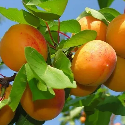 Абрикос КИЕВСКИЙ РАННИЙ  Абрикос КИЕВСКИЙ РАННИЙ в Улан-Удэ