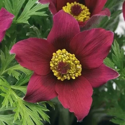 Прострел ПИНВИЛ РЕД ШЕЙДЕС в Улан-Удэ