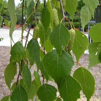 Береза ФАСЦИНЕЙШЕН белая   Береза ФАСЦИНЕЙШЕН белая  в Улан-Удэ