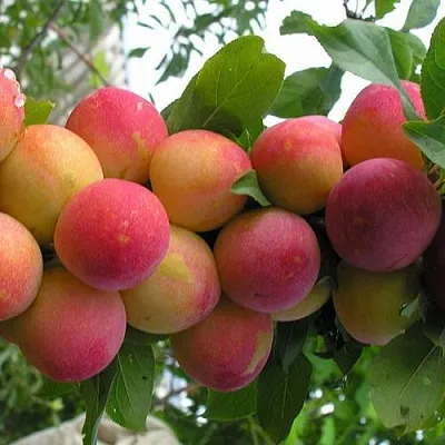 Слива СКОРОПЛОДНАЯ  Слива СКОРОПЛОДНАЯ в Улан-Удэ