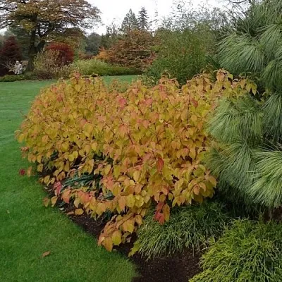 Дерен  АННА ВИНТЕР ОРАНЖ кроваво-красный    Дерен  АННА ВИНТЕР ОРАНЖ кроваво-красный   в Улан-Удэ