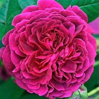 Саженцы роз ВИЛЬЯМ ШЕКСПИР английская  Саженцы роз ВИЛЬЯМ ШЕКСПИР английская в Улан-Удэ