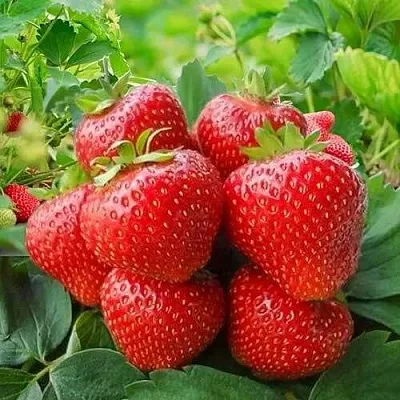 Клубника КИМБЕРЛИ  Клубника КИМБЕРЛИ в Улан-Удэ