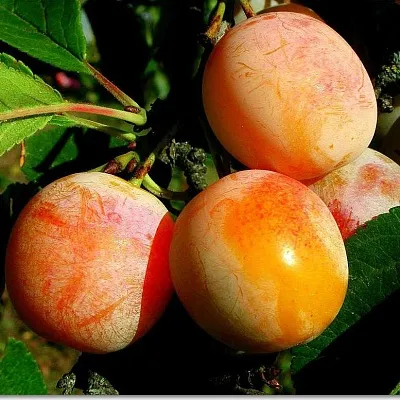 Ранняя  Ранняя в Улан-Удэ