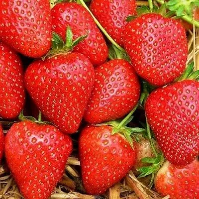 Клубника КВИКИ  Клубника КВИКИ в Улан-Удэ