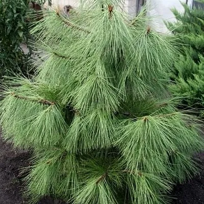 Сосна желтая   Сосна желтая  в Улан-Удэ