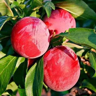 Красная  Красная в Улан-Удэ