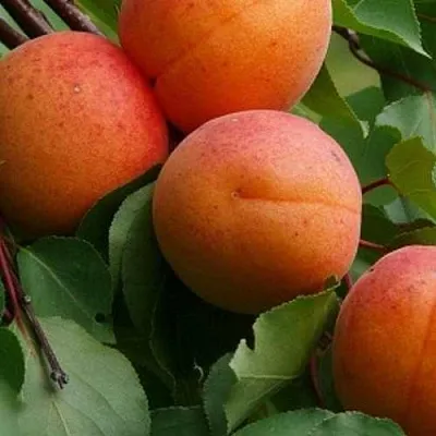 Абрикос ГРАФИНЯ  Абрикос ГРАФИНЯ в Улан-Удэ