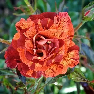 Саженцы роз САММЕР ЛОДЖ шраб  Саженцы роз САММЕР ЛОДЖ шраб в Улан-Удэ