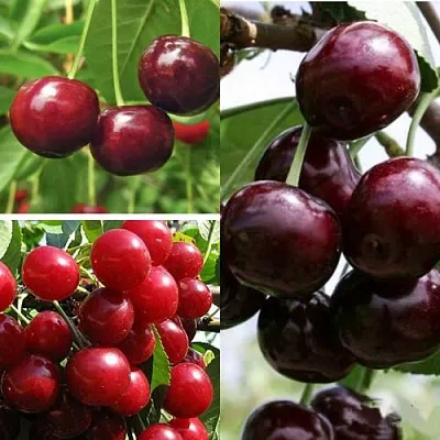 Комплект ВИШНЕВЫЙ САД в Улан-Удэ