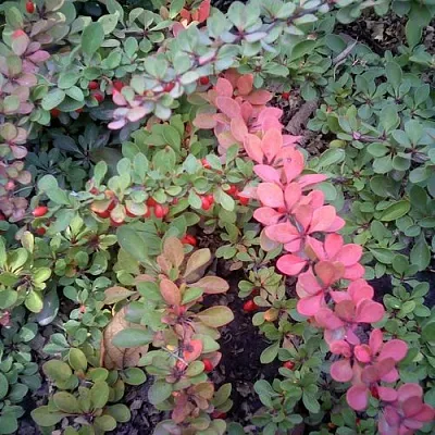 Барбарис ГРИН КАРПЕТ тунберга  Барбарис ГРИН КАРПЕТ тунберга в Улан-Удэ