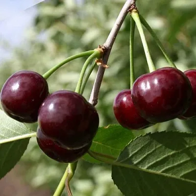 Вишня ЖАДАНА в Улан-Удэ