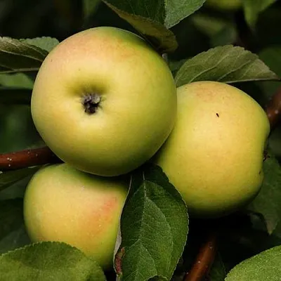 Яблоня ДАНИЛА  Яблоня ДАНИЛА в Улан-Удэ