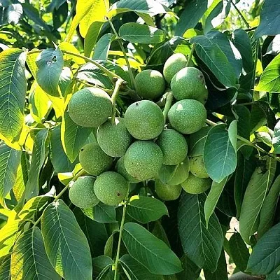 Грецкий орех  ИЗЯЩНЫЙ  Грецкий орех  ИЗЯЩНЫЙ в Улан-Удэ