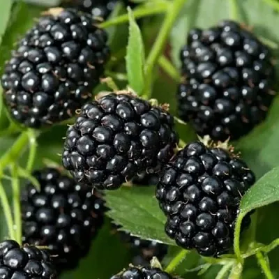 Ежевика ТРИПЛ КРАУН бесшипная  Ежевика ТРИПЛ КРАУН бесшипная в Улан-Удэ