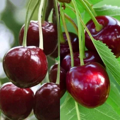 Комплект ВИШНЕВЫЙ ТАНДЕМ в Улан-Удэ