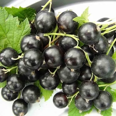 Смородина черная ТИТАНИЯ в Улан-Удэ