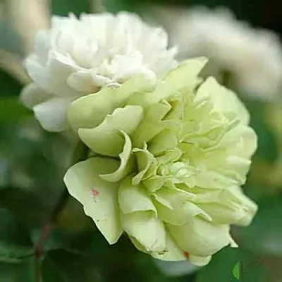 Саженцы роз ГРИН АЙС миниатюрная  Саженцы роз ГРИН АЙС миниатюрная в Улан-Удэ