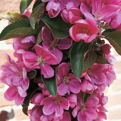 Яблоня ЗЕЛЁНЫЙ БУКЕТ декоративная  Яблоня ЗЕЛЁНЫЙ БУКЕТ декоративная в Улан-Удэ