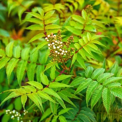 Рябинник  Рябинник в Улан-Удэ