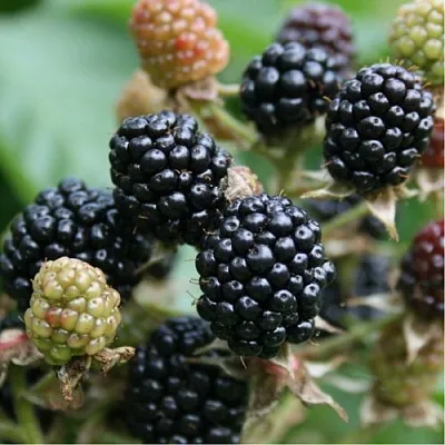 саженцы ежевики саженцы ежевики