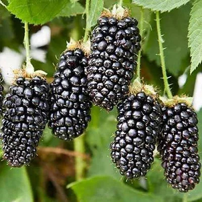 Ежевика КАРАКА БЛЭК  Ежевика КАРАКА БЛЭК в Улан-Удэ