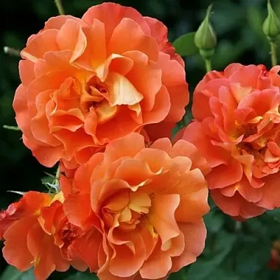 Саженцы роз ВЕСТЕРЛЕНД шраб  Саженцы роз ВЕСТЕРЛЕНД шраб в Улан-Удэ