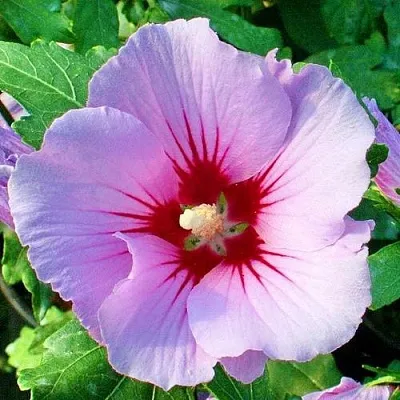 Гибискус ПИНК ФЛИРТ сирийский  Гибискус ПИНК ФЛИРТ сирийский в Улан-Удэ