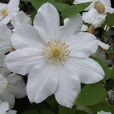 Клематис  Клематис в Улан-Удэ