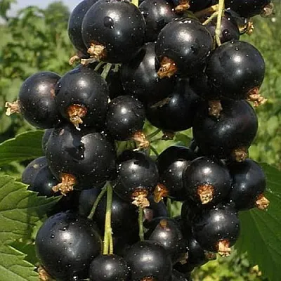 Смородина черная ИСКУШЕНИЕ в Улан-Удэ