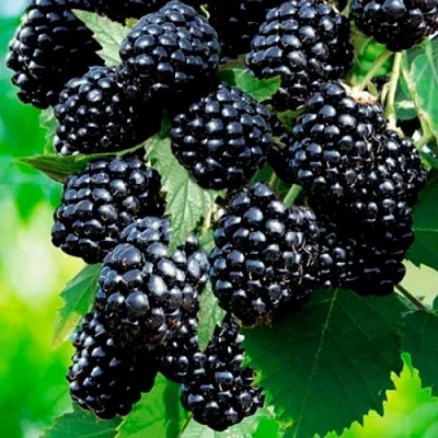 Ежевика ЛОХТЕЙ бесшипная  Ежевика ЛОХТЕЙ бесшипная в Улан-Удэ