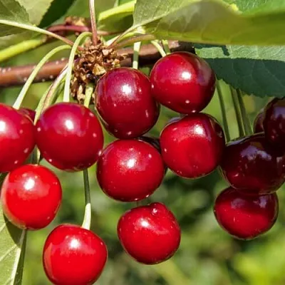 Вишня ЛЮБСКАЯ в Улан-Удэ