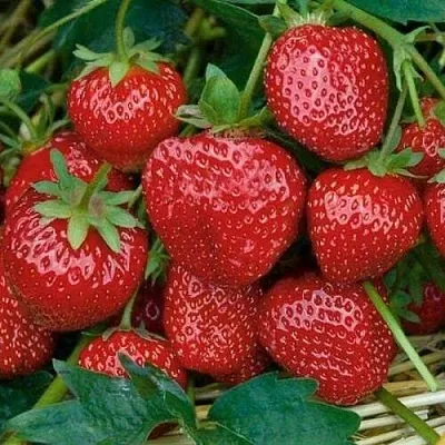 Клубника СЕЛЬВА ремонтантная  Клубника СЕЛЬВА ремонтантная в Улан-Удэ