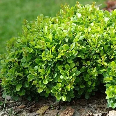 Барбарис КОБОЛЬД тунберга  Барбарис КОБОЛЬД тунберга в Улан-Удэ