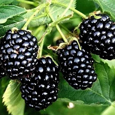 Ежевика ПРАЙМ АРК ТРЕВЕЛЕР ремонтантная  Ежевика ПРАЙМ АРК ТРЕВЕЛЕР ремонтантная в Улан-Удэ