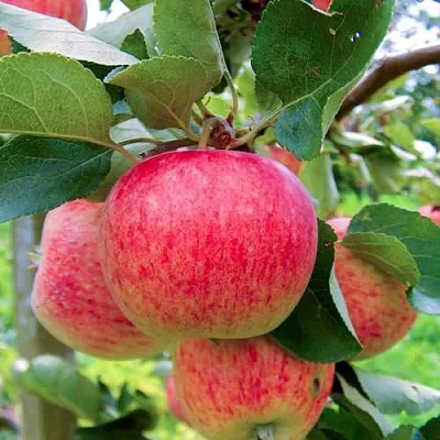 Яблоня ПИРОС  Яблоня ПИРОС в Улан-Удэ