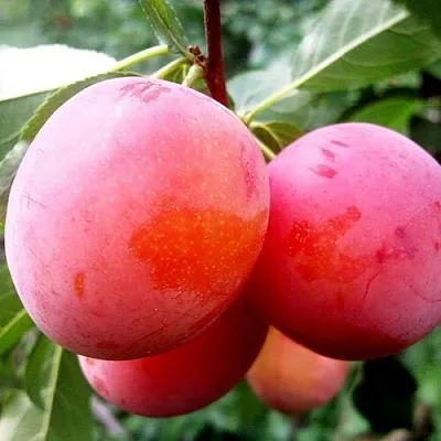 Слива КОМЕТА  Слива КОМЕТА в Улан-Удэ