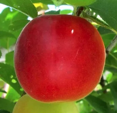 Плумкот БИРИКОККОЛО БОЛОГНЕС  Плумкот БИРИКОККОЛО БОЛОГНЕС в Улан-Удэ