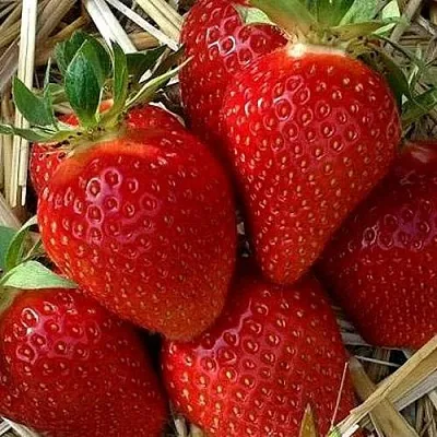 Клубника СИБИЛЛА  Клубника СИБИЛЛА в Улан-Удэ