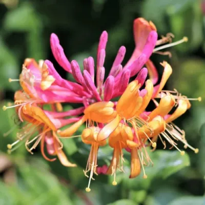 Жимолость ГЕКРОТА в Улан-Удэ