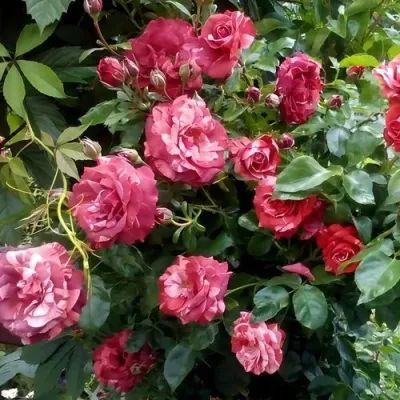 Саженцы роз БРАУНИ плетистая — описание сорта Саженцы роз БРАУНИ плетистая в Улан-Удэ
